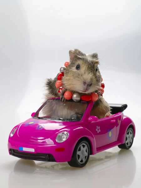 Cavia divertente sulla macchina rosa — Foto Stock