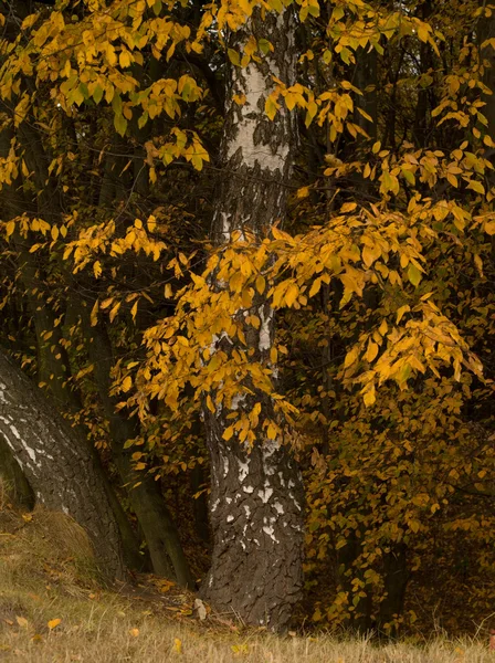 stock image Autumn in the forest