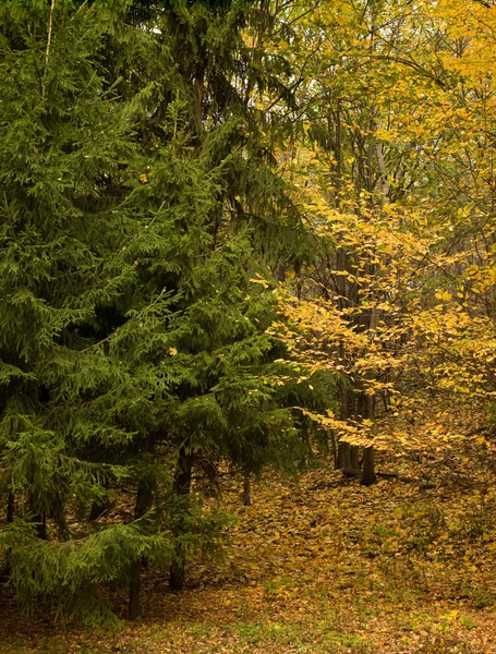 숲 속의 가을 — 스톡 사진