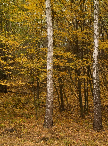 Autumn in the forest — Stock Photo, Image