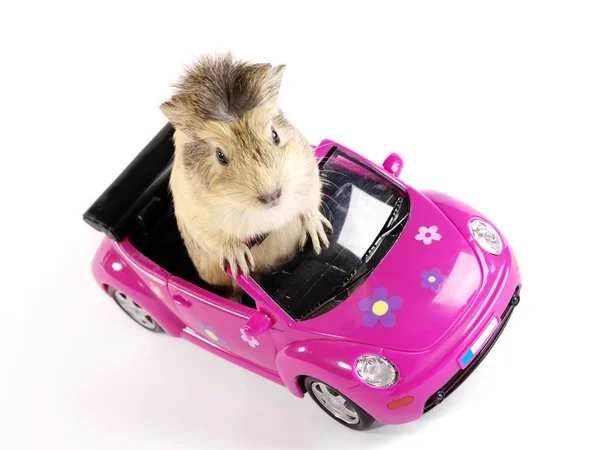 Cavia or guinea pig on the pink funny ca — Stock Photo, Image