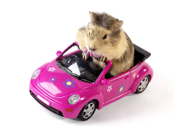 Shaggy Driver. Guinea pig in the funny p — стокове фото