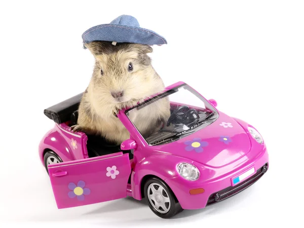Shaggy Driver. Guinea pig in the funny p — Stock Photo, Image