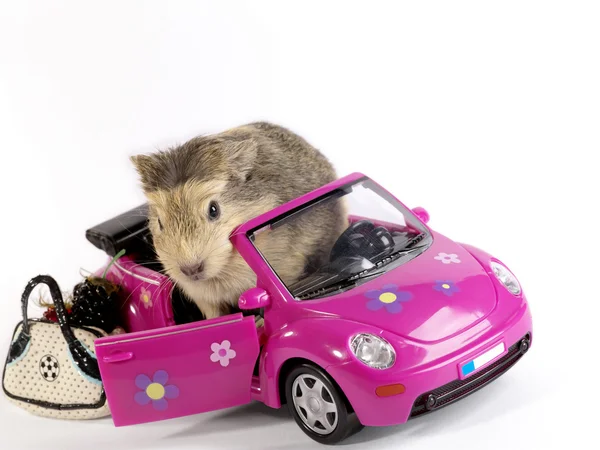 Shaggy Driver. Guinea pig in the funny p — Stock Photo, Image