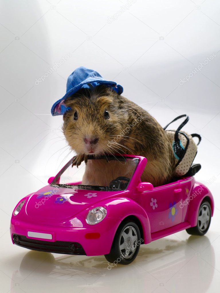 Funny Cavia on the pink car