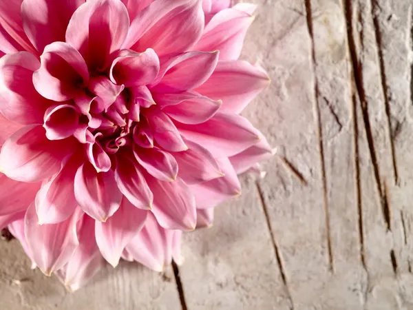 Beautiful lotus flower on the old desk — Stock Photo, Image