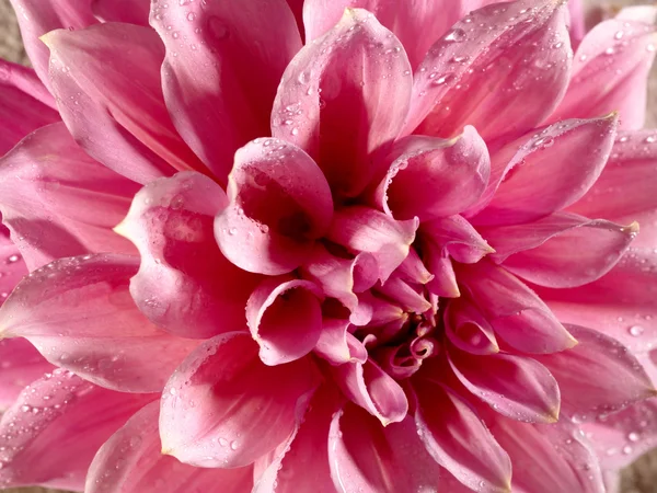 Hermosa flor de loto con gotas de agua — Foto de Stock