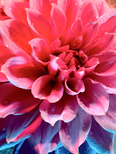 Bela flor de lótus sob o azul e — Fotografia de Stock
