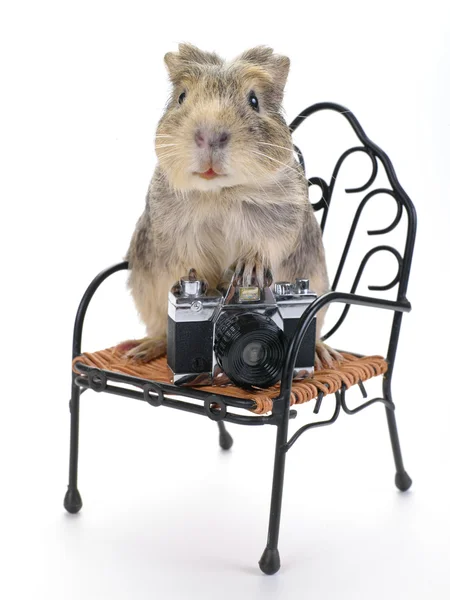 Shaggy fotograf — Stock fotografie
