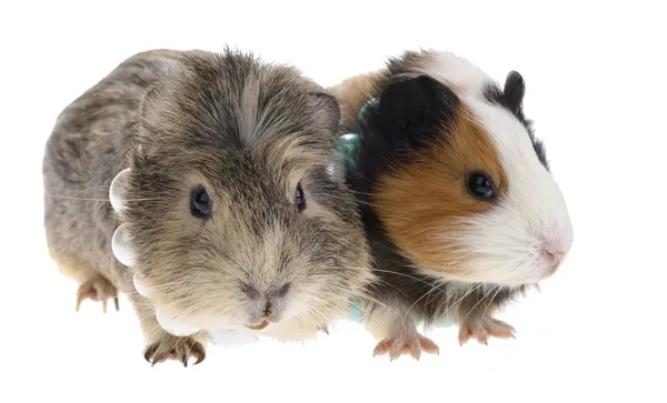Funny guinea pigs on white background — 스톡 사진