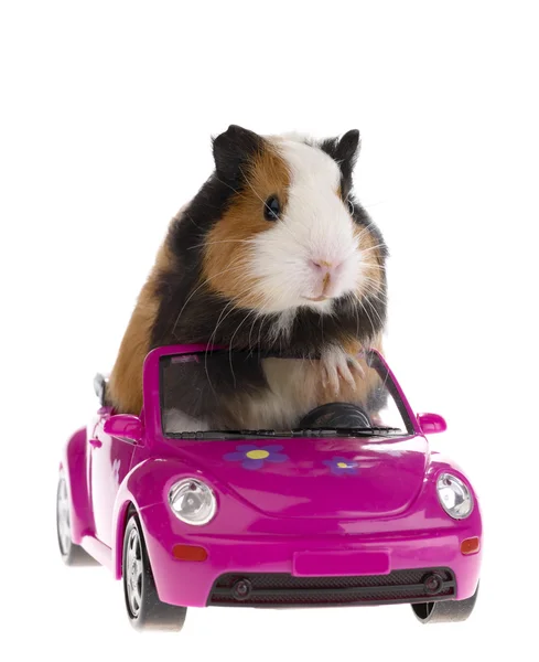 Guinea pig sitting in a car on white bac — Stock Photo, Image