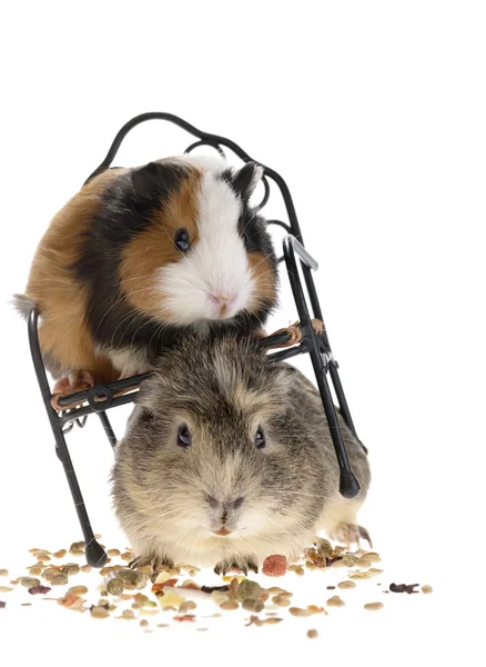 Funny guinea pigs on white background — Stock Fotó
