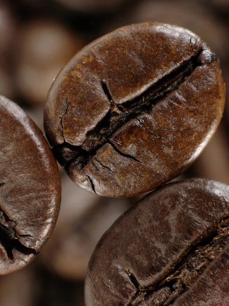 Kaffe bean i djupa skuggor — Stockfoto