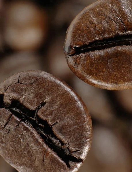 Coffee bean in deep shadows — Stock Photo, Image