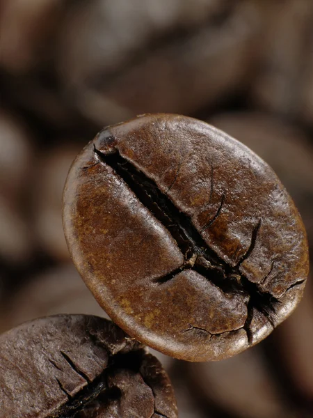 Kaffeebohne im tiefen Schatten — Stockfoto