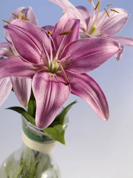 Vackra lily i glas mugg. stilleben — Stockfoto
