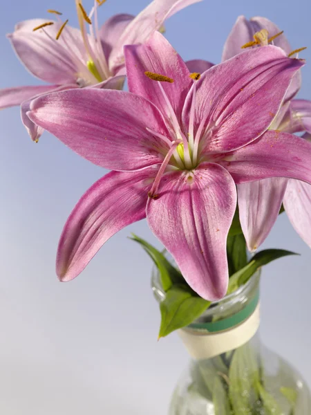Beautiful lily in glass mug. still-life — Stock Photo, Image