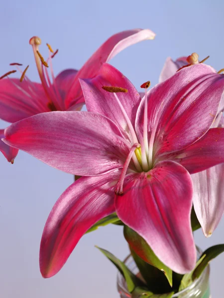 Vackra lily i glas mugg. stilleben — Stockfoto