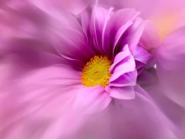 Crisantemo con filtro de lente zoom radial —  Fotos de Stock