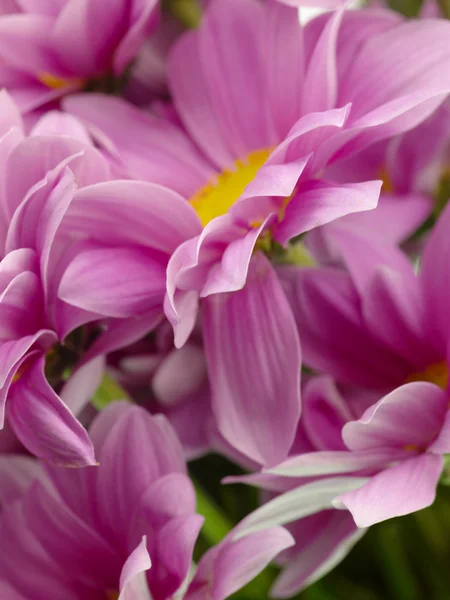 Chrysanthemum with soft focus lens — Stock Photo, Image