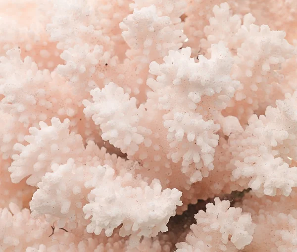 Texture corail rose — Photo