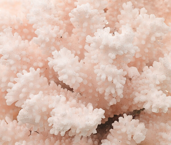 Pink coral texture