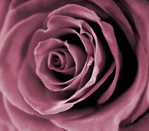 Rose rouge gros plan photo . — Photo
