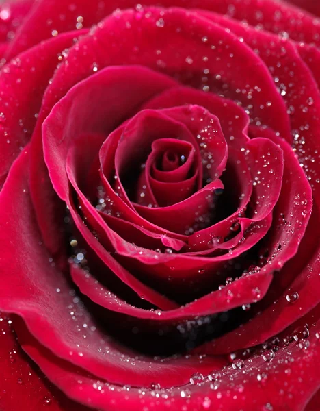 Rosa vermelha com gotas de água, foto close-up — Fotografia de Stock