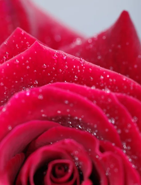 Czerwona róża z kropli wody, zbliżenie Zdjęcie — Zdjęcie stockowe