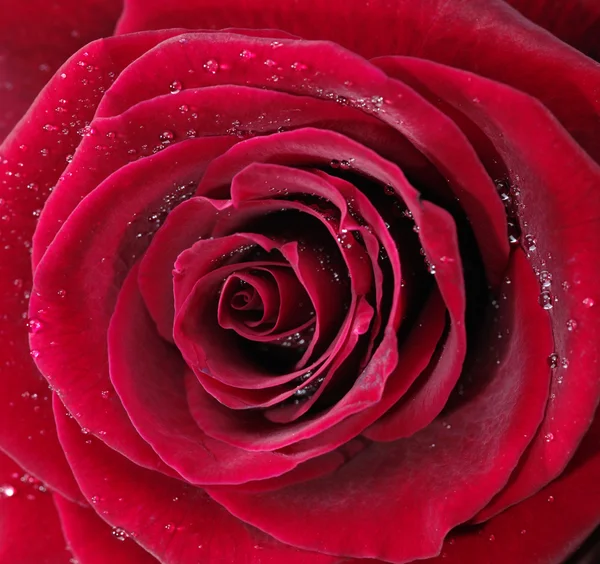 Röd ros med vattendroppar, närbild Foto — Stockfoto