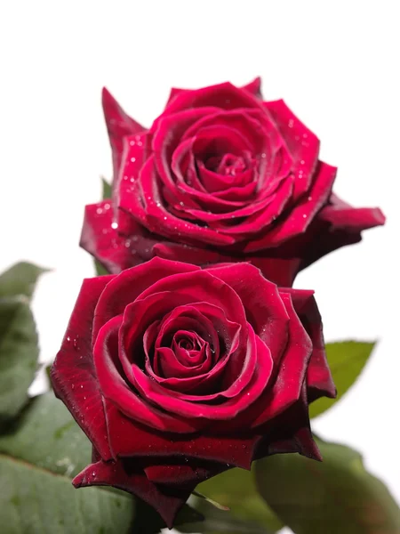 Rosa rossa con gocce d'acqua, foto primo piano — Foto Stock