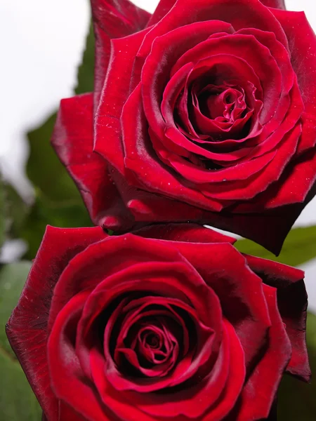 Червона троянда з краплями води, крупним планом фото — стокове фото