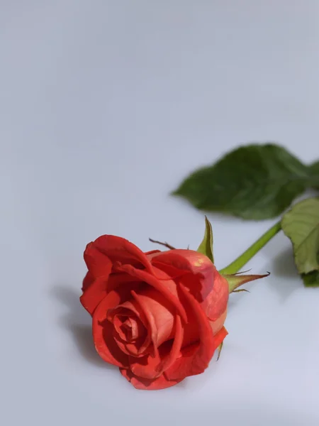 Rudá růže na světlé pozadí — Stock fotografie