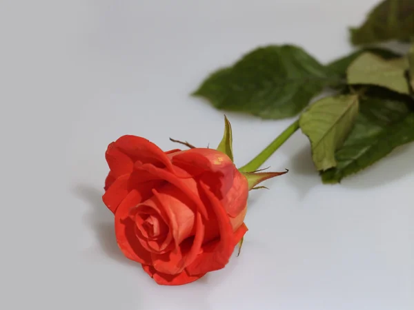 Κόκκινο τριαντάφυλλο σε φωτεινό φόντο — Φωτογραφία Αρχείου