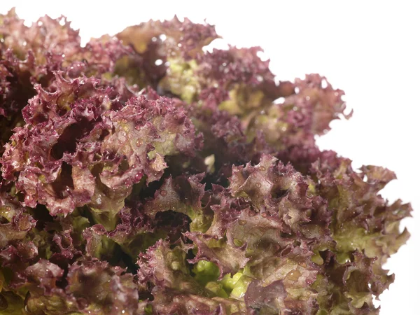 Frischer roher Salat mit Wassertropfen. dies — Stockfoto