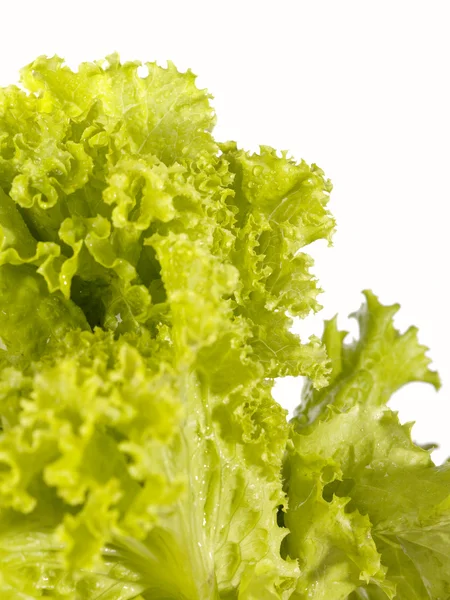 Fresh raw lettuce with water drops. This — Stock Photo, Image