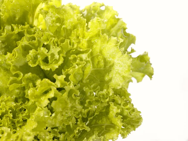 Fresh raw lettuce with water drops. This — Stock Photo, Image