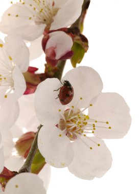 Detail view of a apricot tree flower clipart