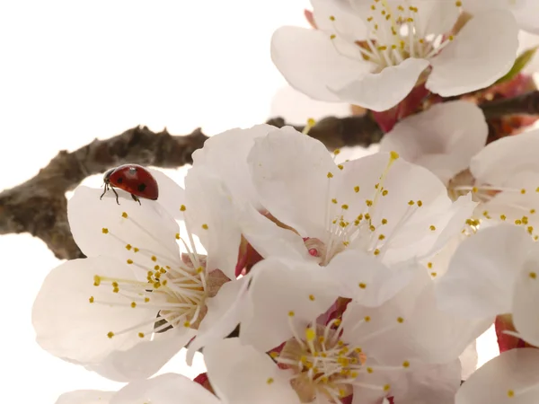 살구 나무 꽃의 상세 보기 — 스톡 사진