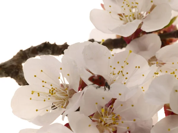 살구 나무 꽃, wi의 상세 보기 — 스톡 사진