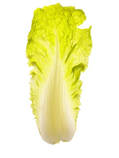 白菜 — 图库照片