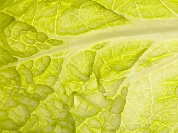 The cabbage — Stock Photo, Image