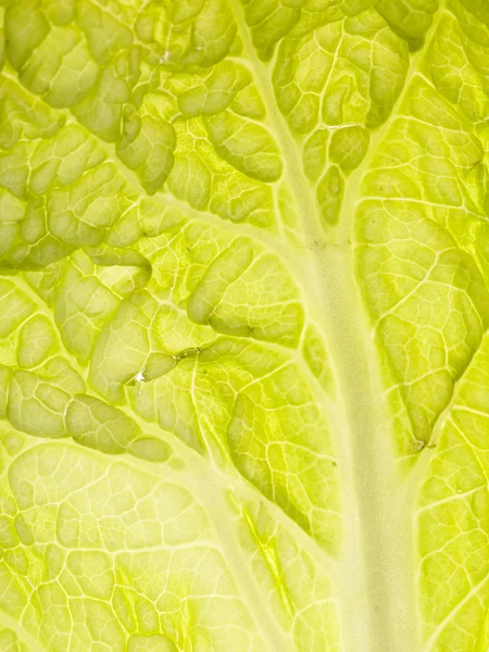 The cabbage — Stock Photo, Image