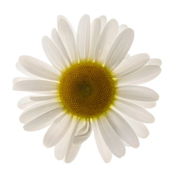 Chamomile flower on white background. is — Stock Photo, Image