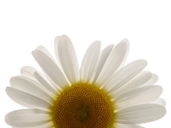 Camomilla fiore su sfondo bianco. è — Foto Stock