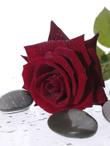 Rosa roja sobre el fondo húmedo con wat — Foto de Stock