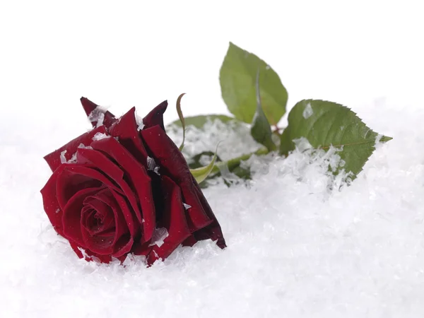 Rred růže na sněhu s vodní kapky — Stock fotografie