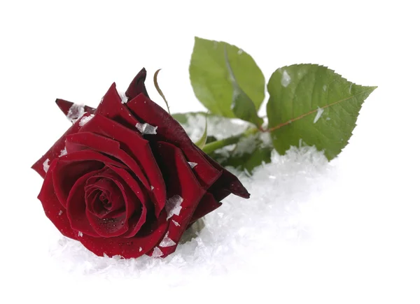 Красная роза на снегу с водой — стоковое фото