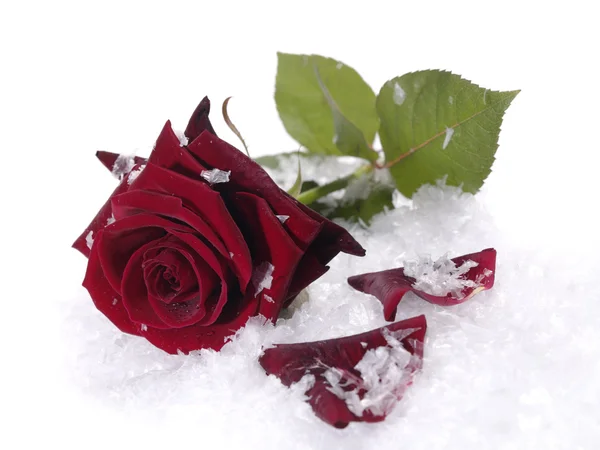 Rosa roja en la nieve con gotitas de agua — Foto de Stock
