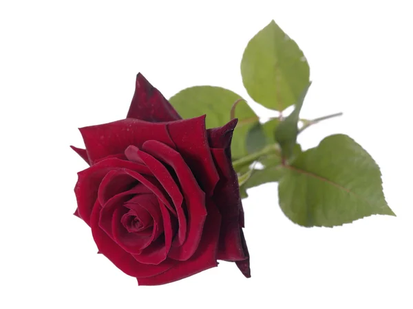 Rosa rossa sullo sfondo bagnato con wat — Foto Stock